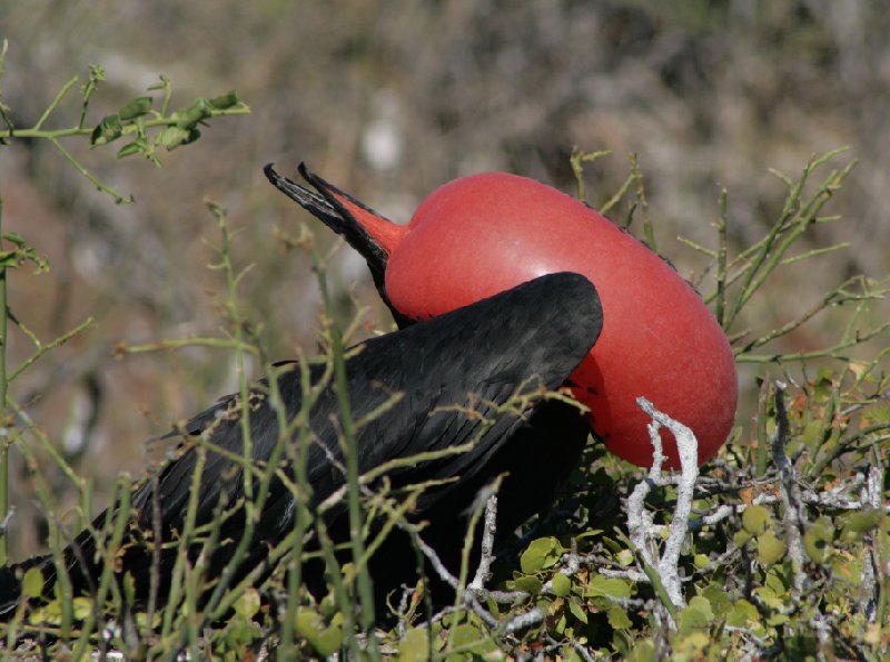 Photo Galapagos Islands travel packages seemed