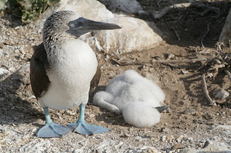 Galapagos Islands Ecuador Photo Sharing