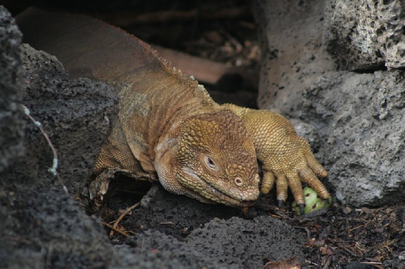 Galapagos Islands Ecuador Vacation Experience