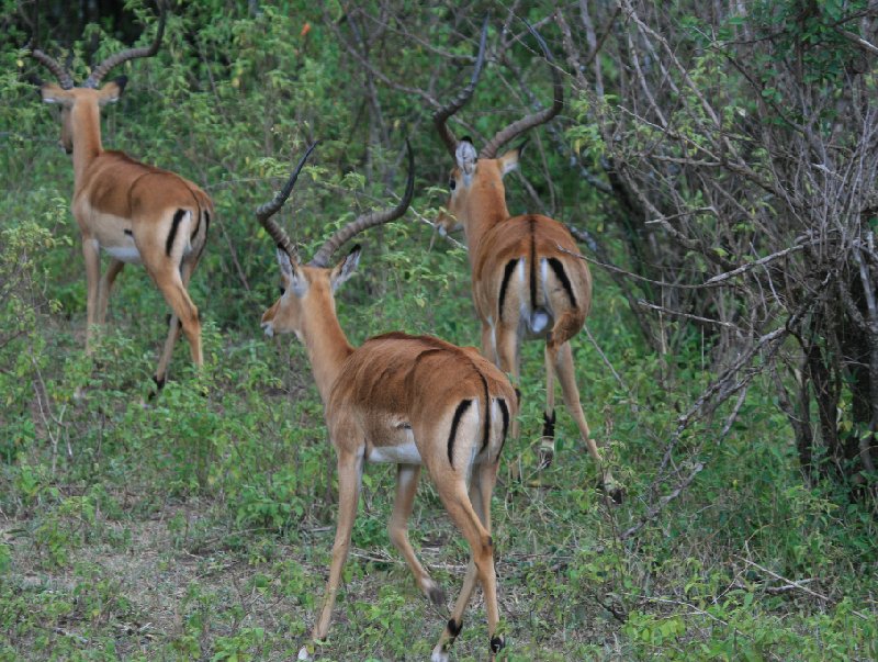 Kenya safari packages Amboseli Trip Guide