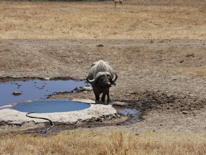 Amboseli Kenya 