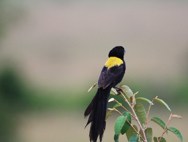 Amboseli Kenya 