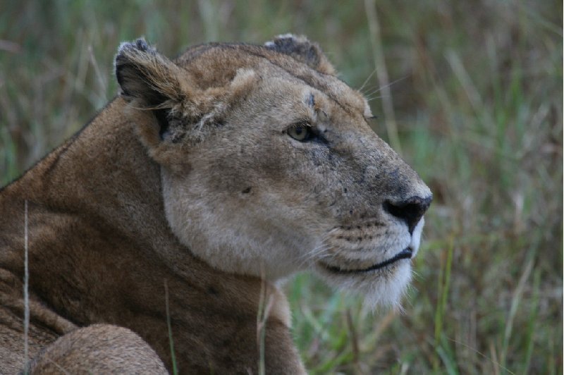   Amboseli Kenya Trip Photographs