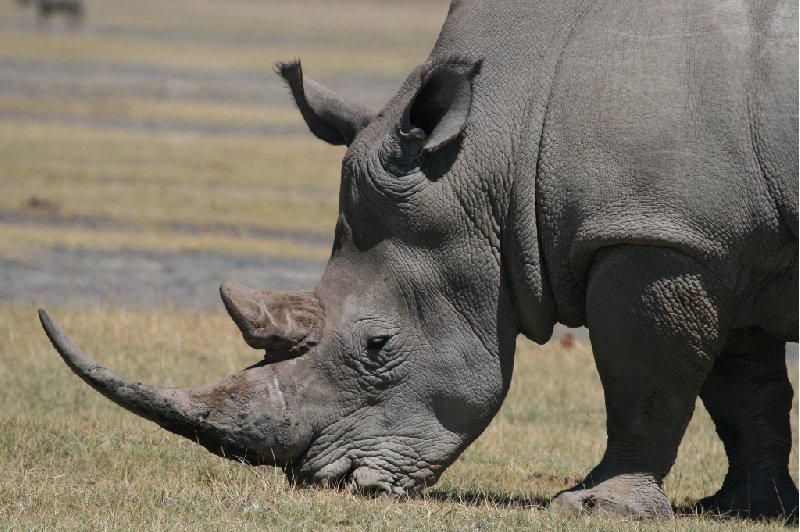 Kenya safari packages Amboseli Holiday Experience