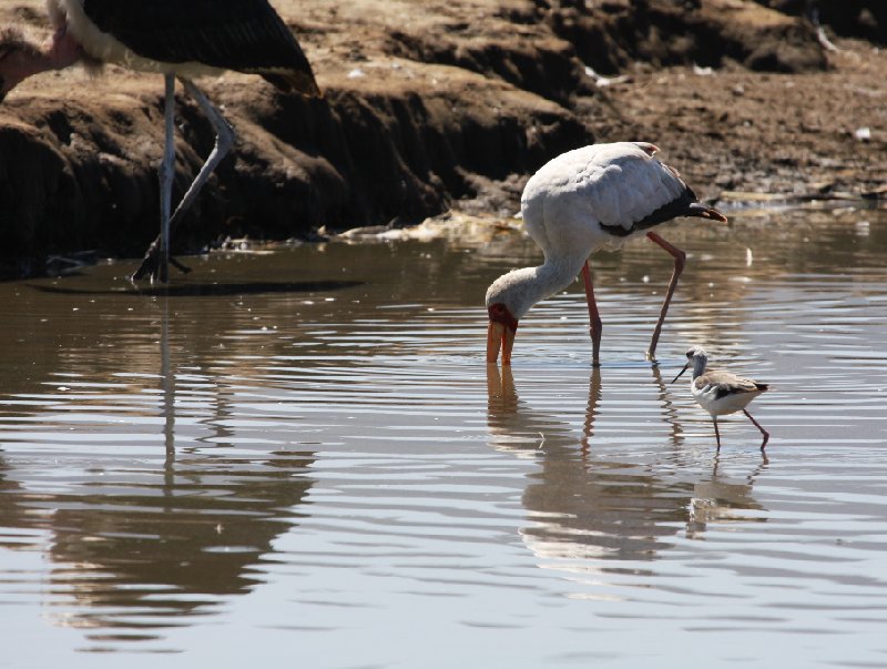 Photo Kenya safari packages tourists