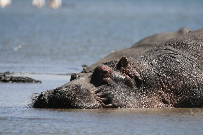 Amboseli Kenya 