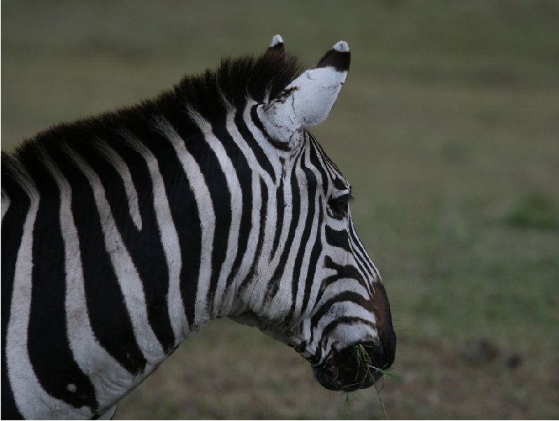 Amboseli Kenya 