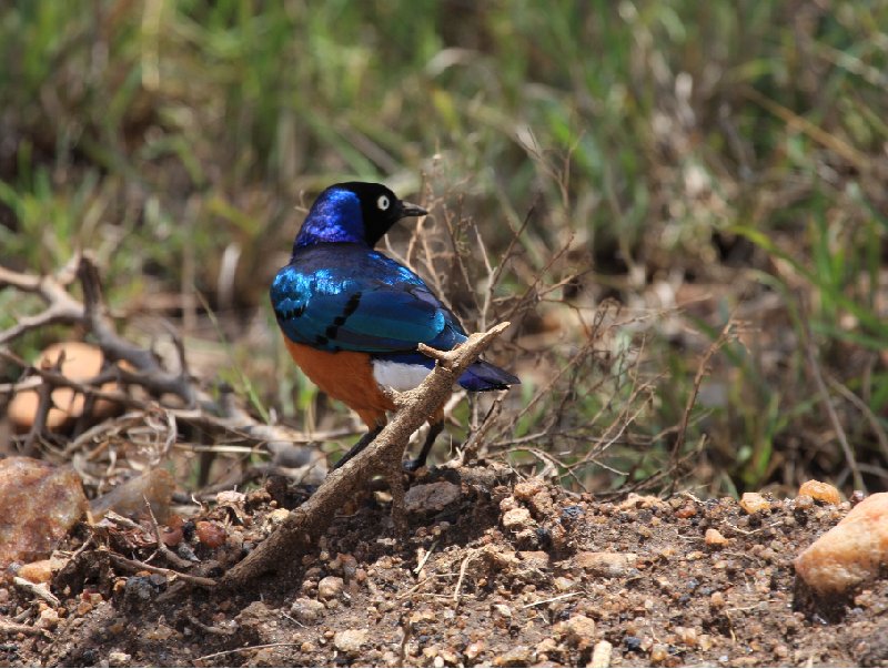 Amboseli Kenya 