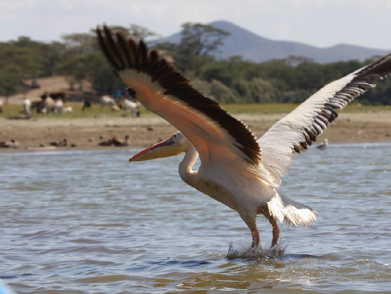   Amboseli Kenya Trip Review