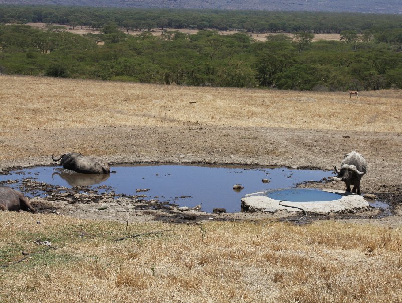 Amboseli Kenya 