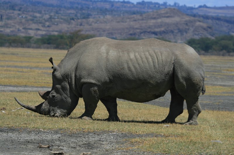   Amboseli Kenya Vacation Sharing