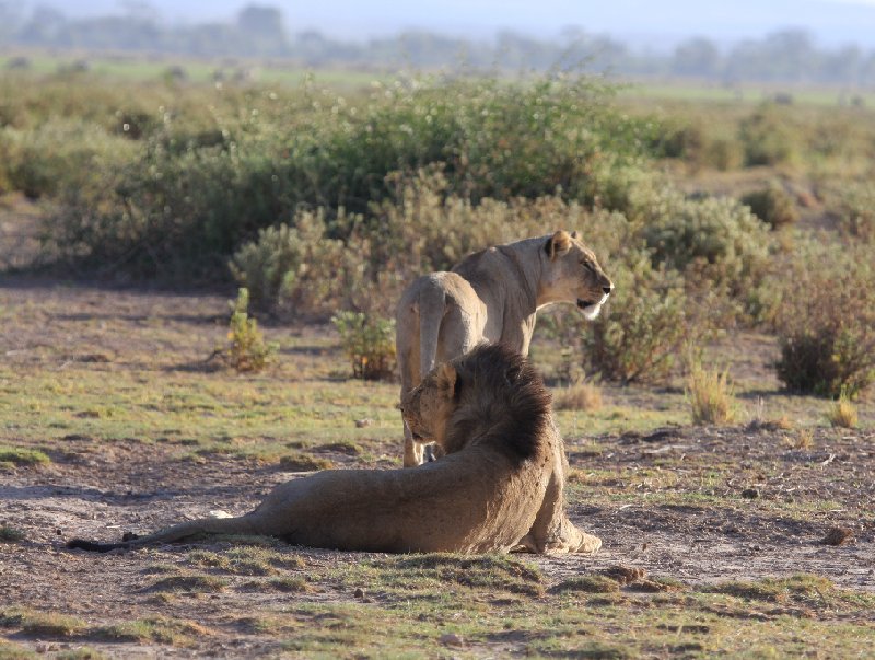   Amboseli Kenya Travel Sharing