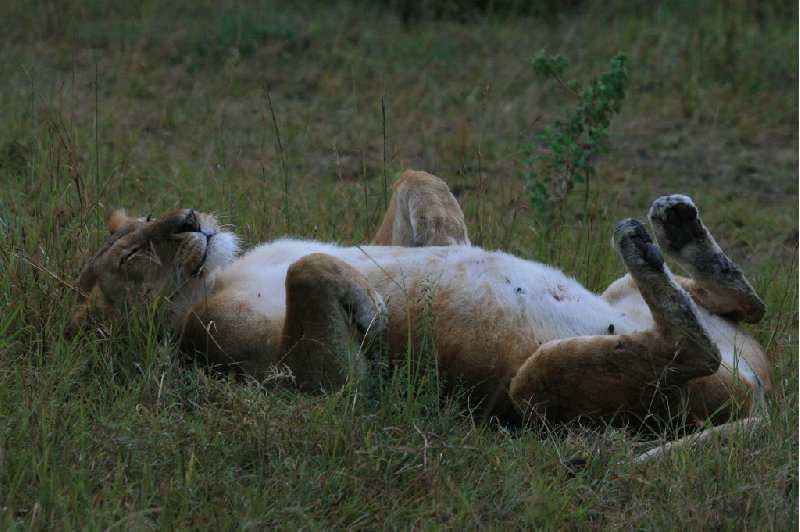 Amboseli Kenya 