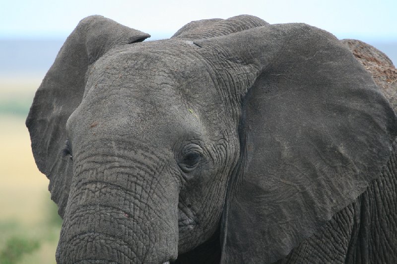 Amboseli Kenya 