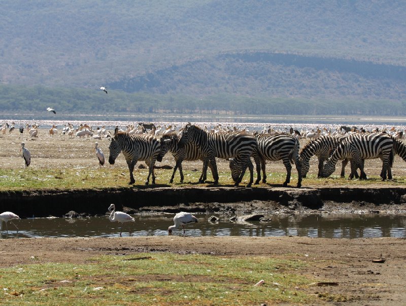   Amboseli Kenya Picture