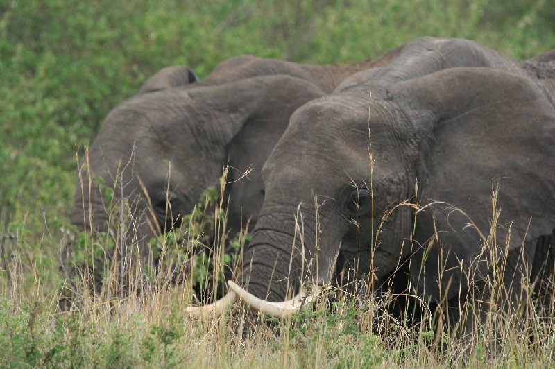   Amboseli Kenya Photograph