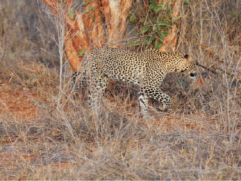 Kenya safari packages Amboseli Photo Sharing