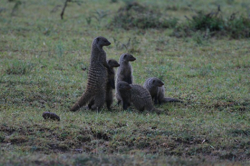 Amboseli Kenya 