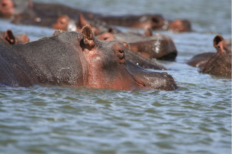 Amboseli Kenya 