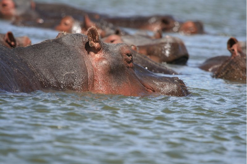   Amboseli Kenya Vacation Experience