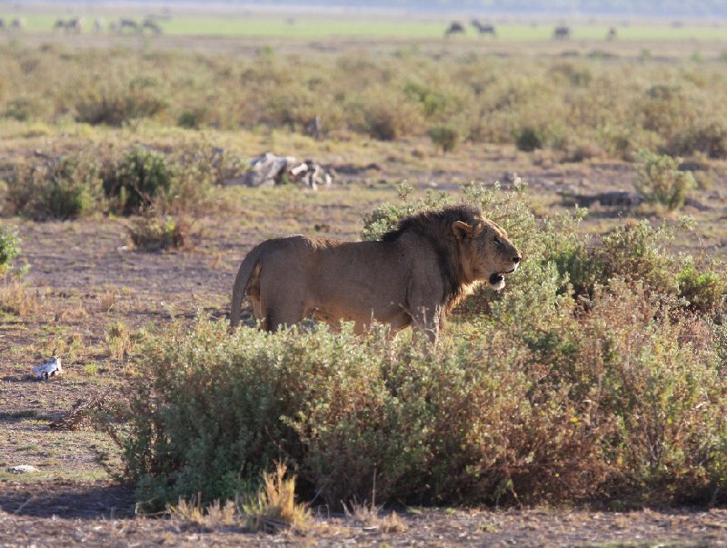   Amboseli Kenya Review Photo