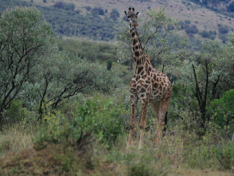   Amboseli Kenya Travel Experience