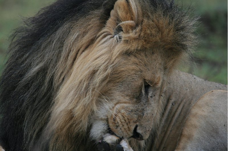 Amboseli Kenya 