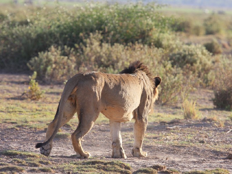 Amboseli Kenya 