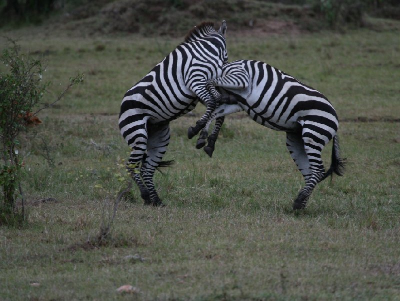 Amboseli Kenya 