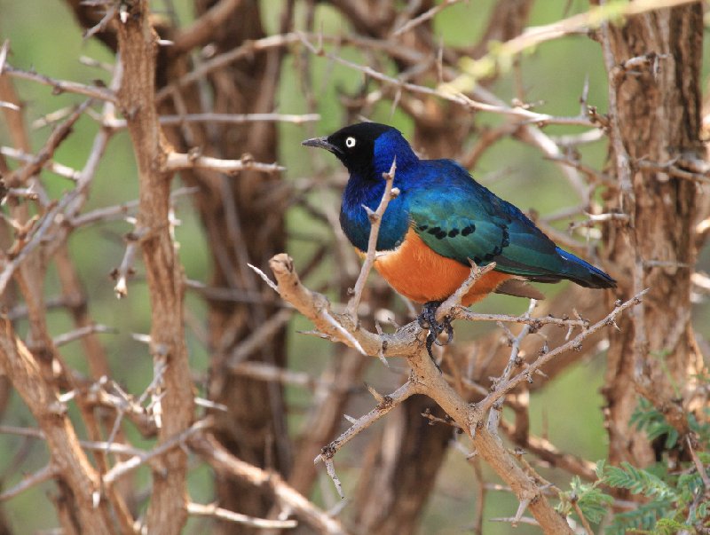 Amboseli Kenya 
