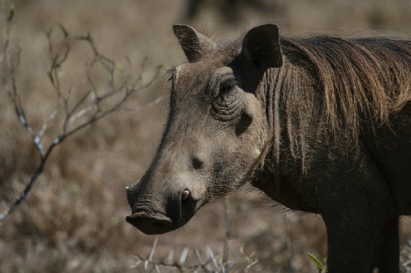 Amboseli Kenya 