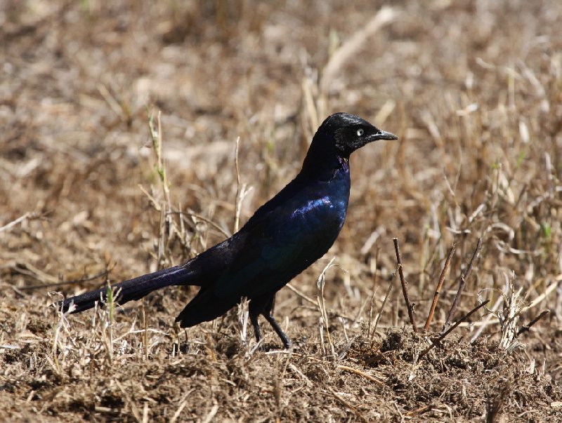 Amboseli Kenya 