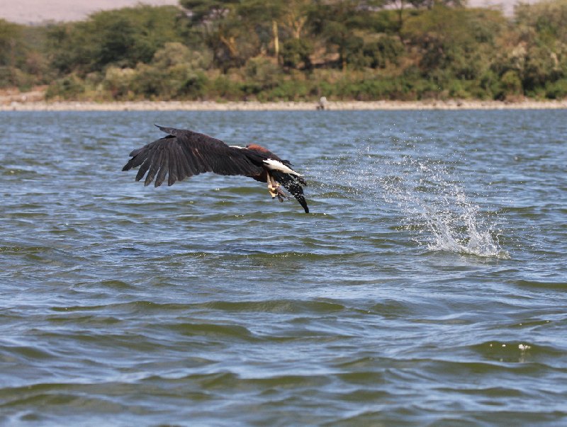 Amboseli Kenya 