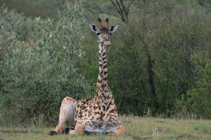 Photo Kenya safari packages antilopes