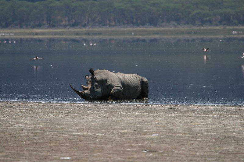 Amboseli Kenya 