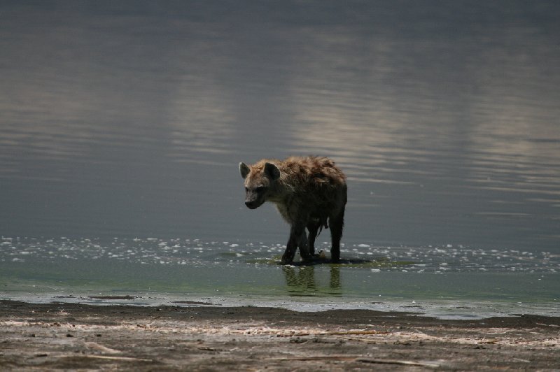 Amboseli Kenya 