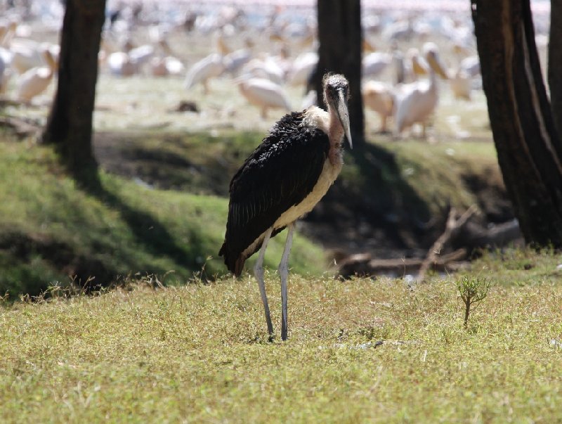   Amboseli Kenya Vacation