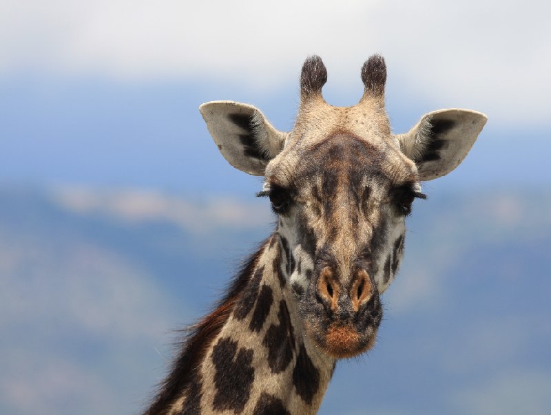   Amboseli Kenya Album