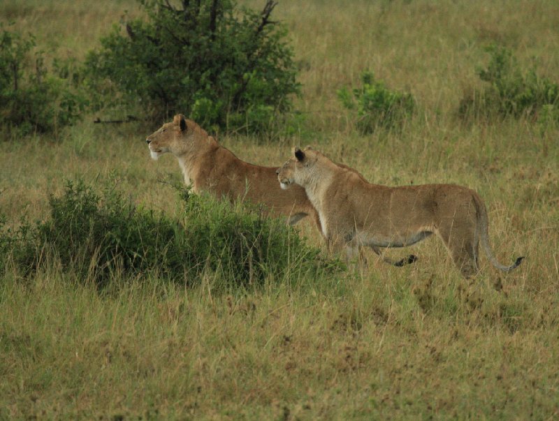 Photo Kenya safari packages stayed