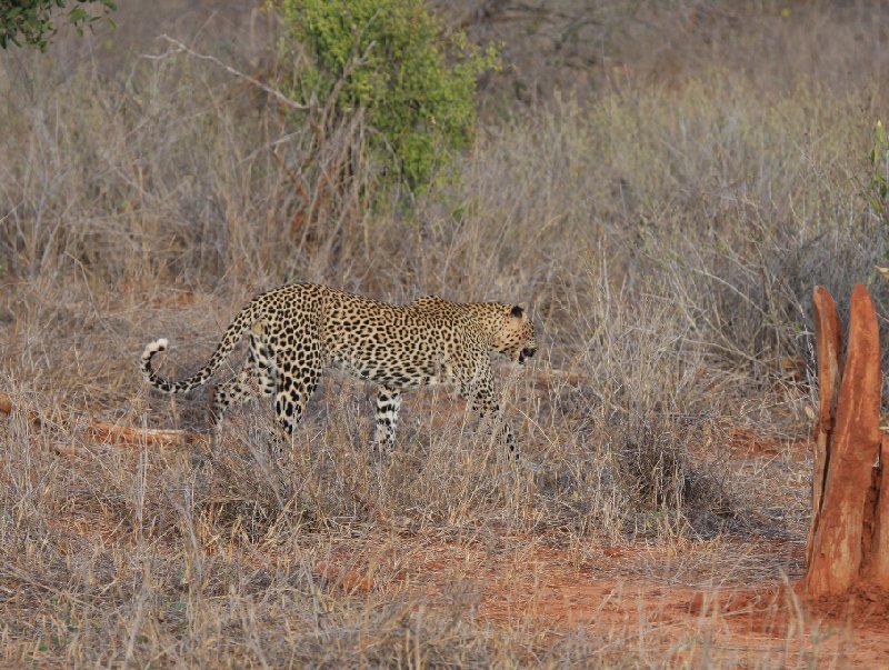   Amboseli Kenya Diary Experience