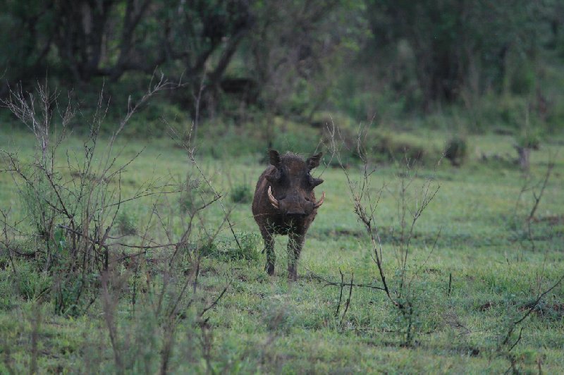   Amboseli Kenya Vacation Information