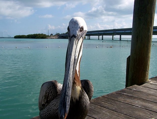   Florida Keys United States Review Gallery