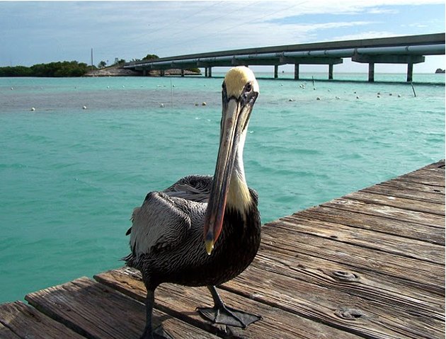 Photo Romantic getaway in Florida package