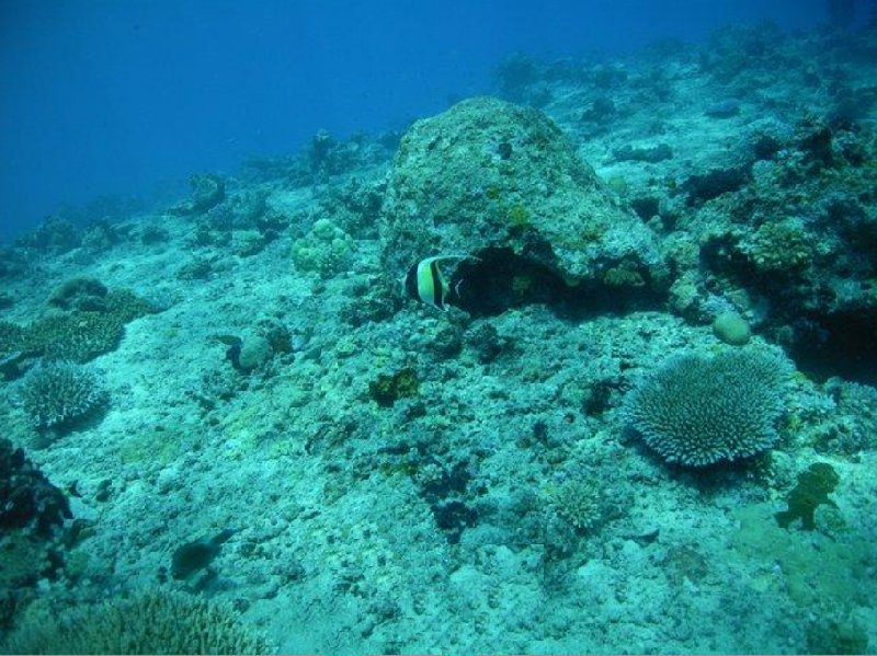 Fiji diving resorts Nadi Album Pictures