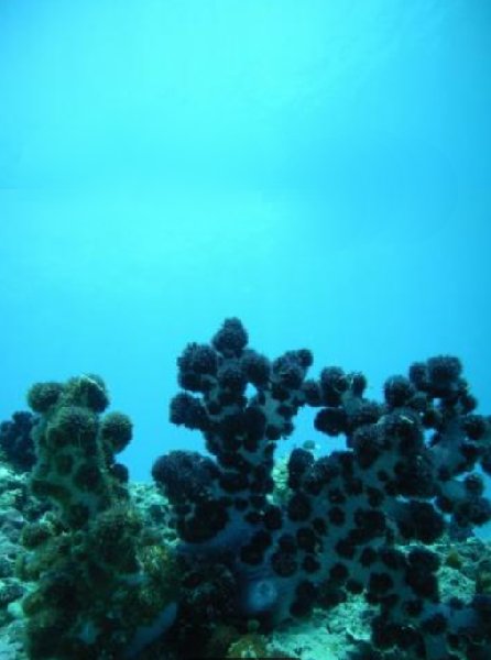 Photo Fiji diving resorts deserved