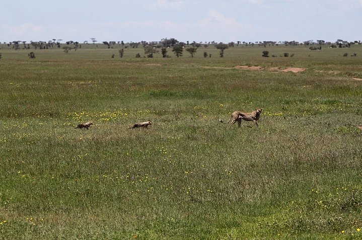 Photo Balloon safari Serengeti Serengeti