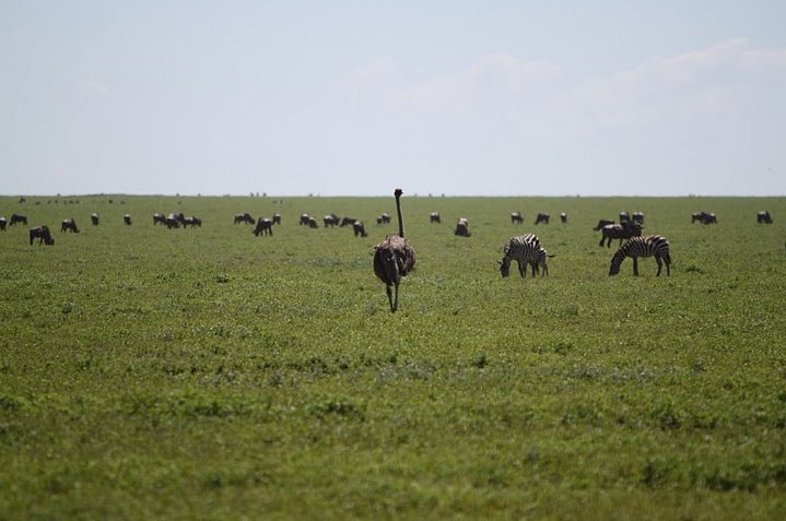 Balloon safari Serengeti Karatu Tanzania Blog Photo