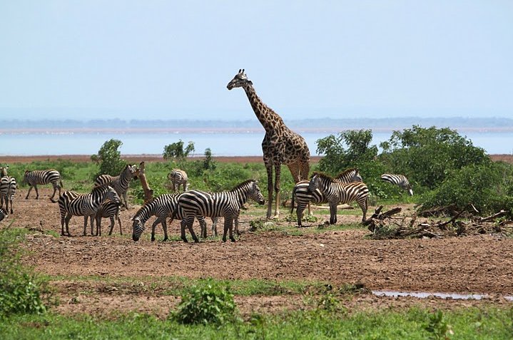 Photo Balloon safari Serengeti children