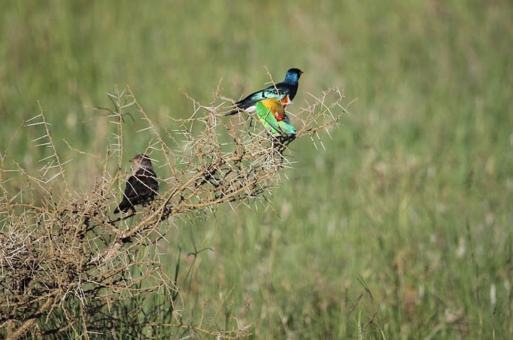 Photo Balloon safari Serengeti family