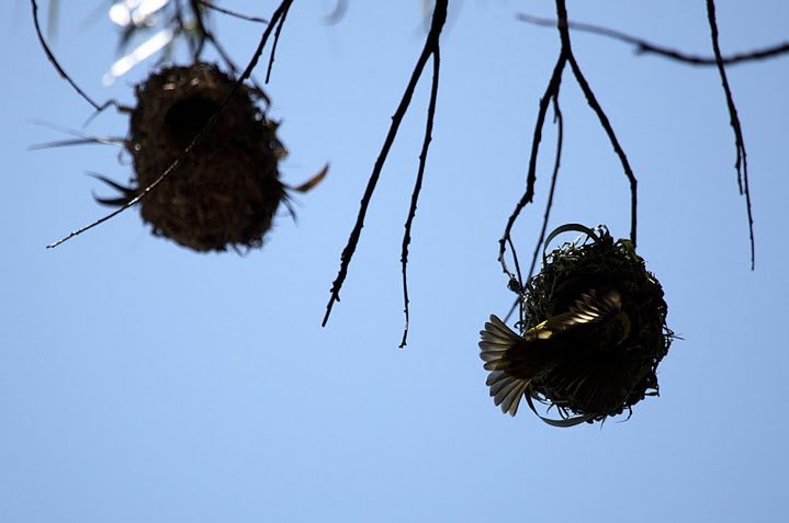 Photo Balloon safari Serengeti wildlife